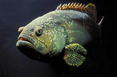 Merou Geant epinefhelus lanceolatus