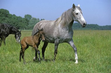 Lusitanien