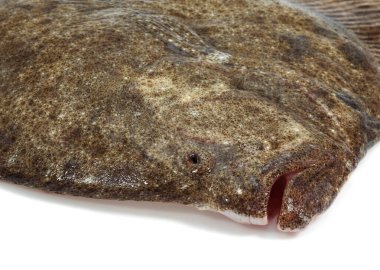 Turbot Zehirlenmesi