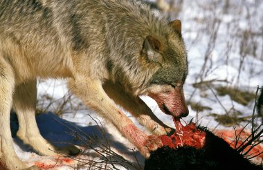 Loup Du Canada köpek lupus oksidentalis