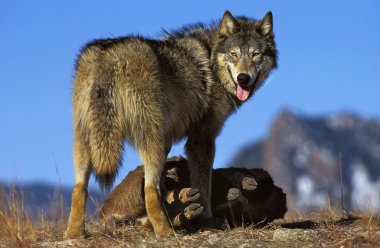 Loup Du Canada köpek lupus oksidentalis