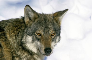 Loup D 'Europe köpek lupus