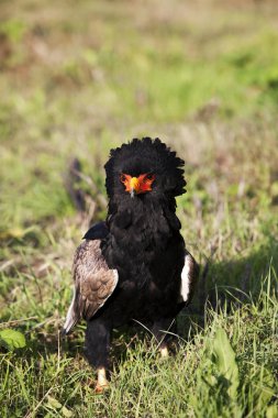 Aigle Bateleur terathopius ekaudatus