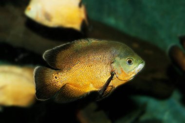 Oscar astronotus ocellatus