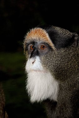 Cercopitheque De Brazza cercopithecus neglectus