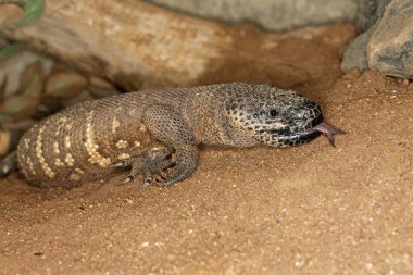 Monstre De Gila Heloderma Dehşeti