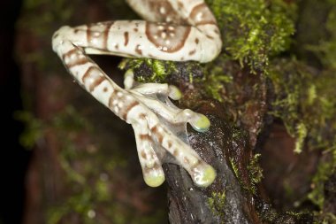 Rainette De Guyane phrynohyas resinifictrix