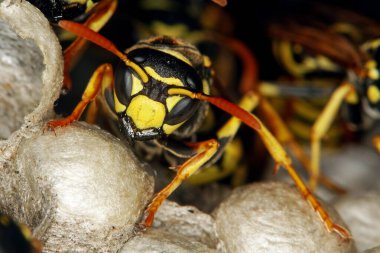 Guepe Commune vespula vulgaris