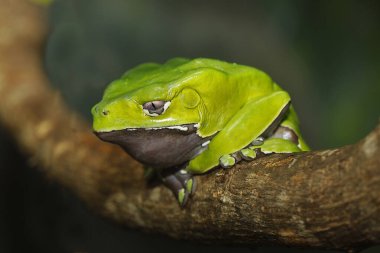 Grenouille Phyllomedusa çift renkli