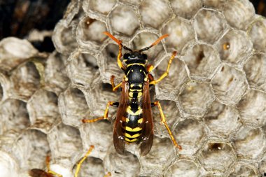 Guepe Commune vespula vulgaris