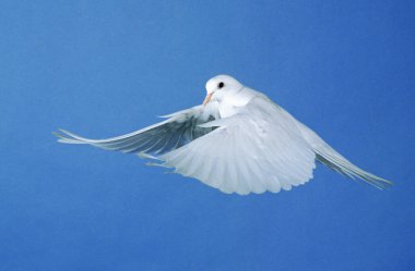 Colombe Blanche
