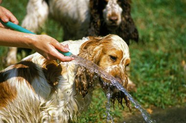 Chien et Eau