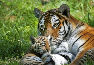 Tigre De Sibirie panthera tigris altaica