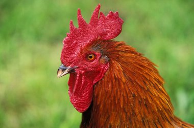 Marans Noir Cuivre