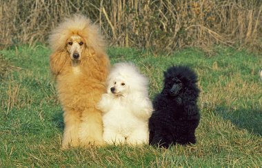 Caniche Moyen