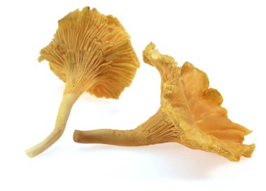GIROLLE cantharellus cibarius