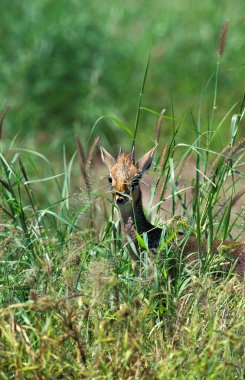 Dik Dik De Kirk madoqua kirkii