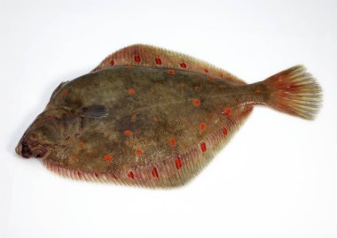 Carrelet pleuronectes plakası