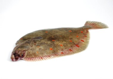 Carrelet pleuronectes plakası