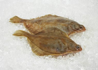 Barbue