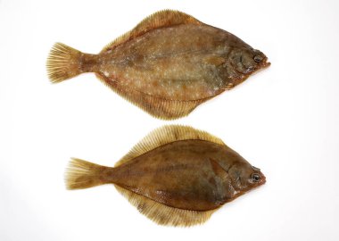 Barbue
