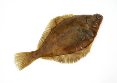 Barbue
