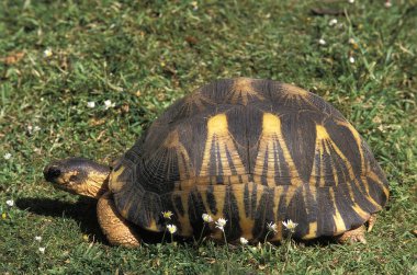 Tortue Etoilee de Madagaskar Geochelone Radiata