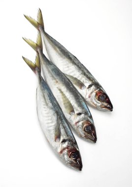 Chinchard