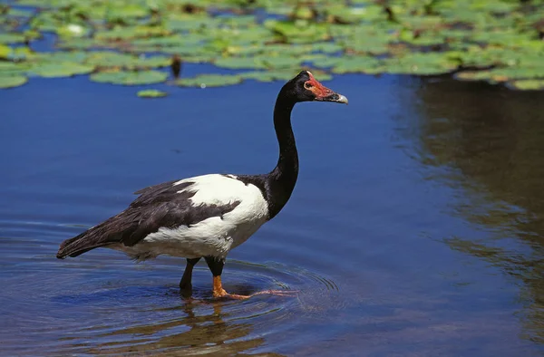 Oie Semi Palmee anseranas semipalmata — Stockfoto