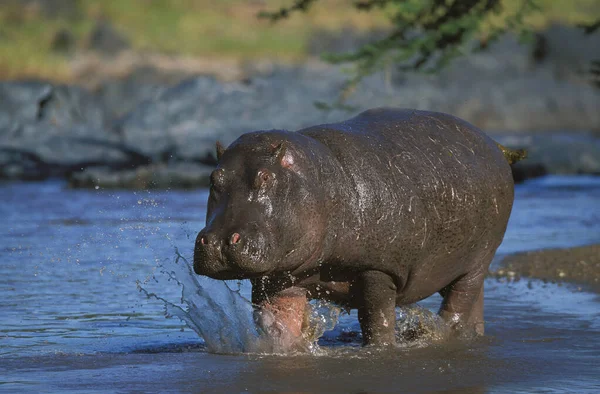HIPPOPOTAME hipopótamo anfíbio — Fotografia de Stock