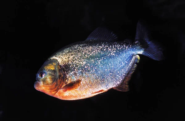 Piranha Rouge pygocentrus nattereri — стоковое фото
