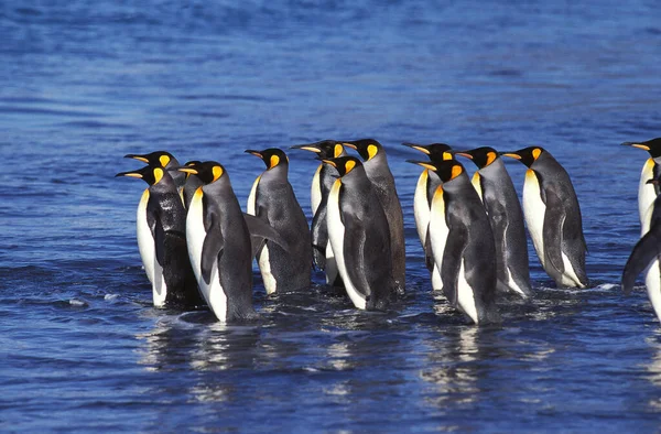 Manchot kungliga aptenodytes patagonica — Stockfoto