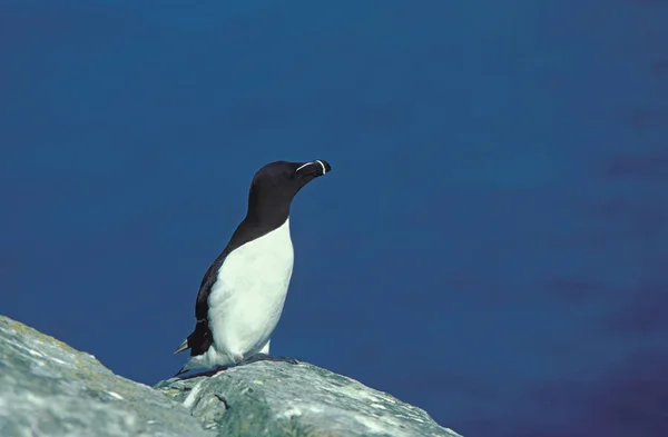 Pingouin Torda alca torda — стокове фото