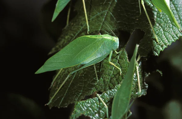 Tettigoniidae SAUTERELLE — Fotografia de Stock