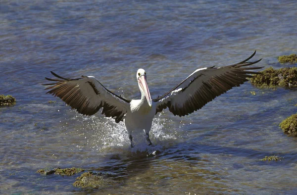 Pelican A Lunettes pelecanus conspicillatus — Foto de Stock
