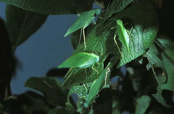 Tettigoniidae SAUTERELLE — Fotografia de Stock