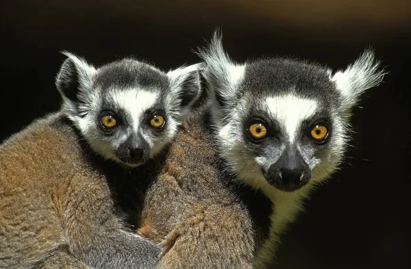 Maki Catta lemur catta — 图库照片