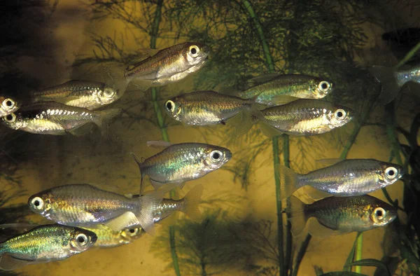 Tetra Du Congo phenacogrammus interruptus — Fotografia de Stock