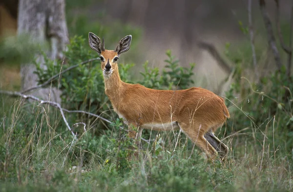 STEENBOK raphicerus campestris — Stockfoto