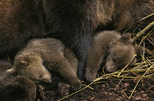 OURS BRUN ursus arctos — Stock Photo, Image