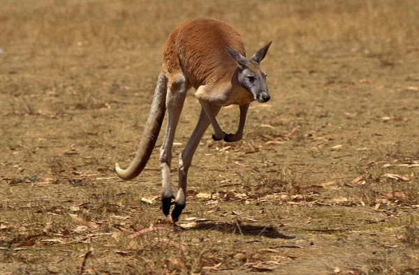 Kangourou Roux macropus rufus — стокове фото