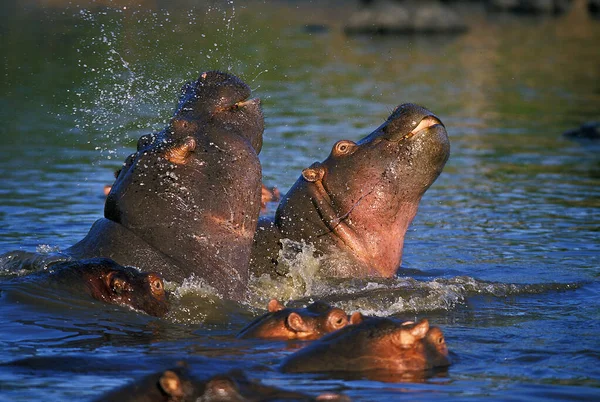 HIPPOPOTAME hipopótamo anfibio —  Fotos de Stock