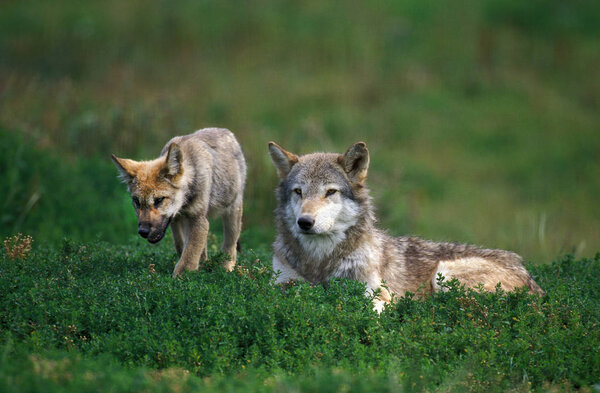 EUROPEAN WOLF canis lupus, FEMALE LAYING DOWN IN GRASS WITH YOUNG