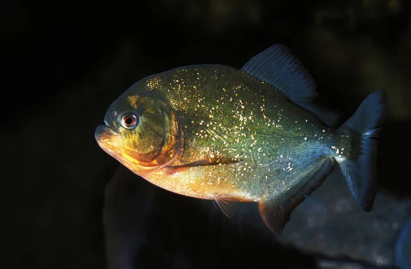 PIRANHA ROUGE pygocentrus nattereri — Stock Photo, Image