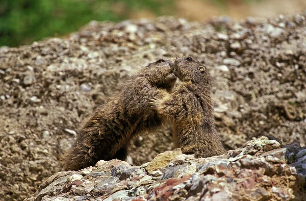 Marmotte des Alpes marmota marmota — Photo