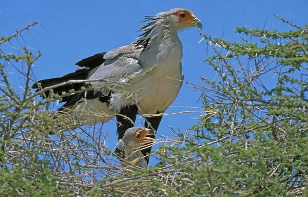 SERPENTAIRE sagitario serpentario — Foto de Stock