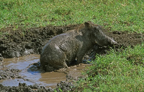 Phacochere phacochoerus aethiopicus — Fotografia de Stock