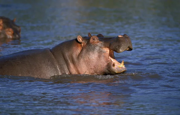 HIPPOPOTAME гіпопопотам амфібії — стокове фото