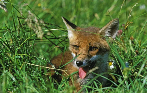 Renard Roux vulpes vulpes — Photo