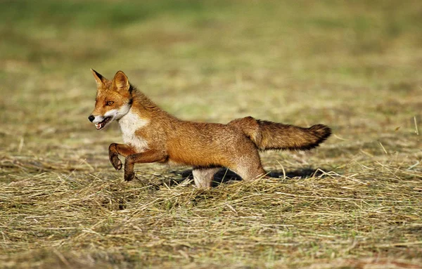 Renard Roux vulpes vulpes — Fotografia de Stock